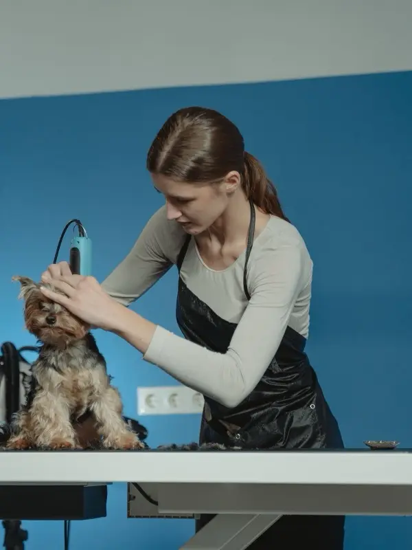 A groomer trimming a Yorkshire terrier on the grooming table