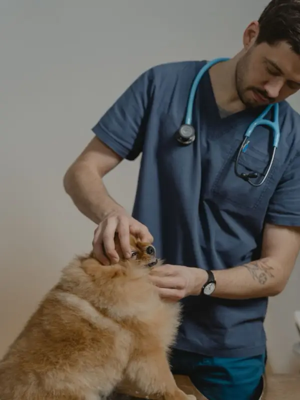 A veterinarian examining a Pomeranian during a clinic visit
